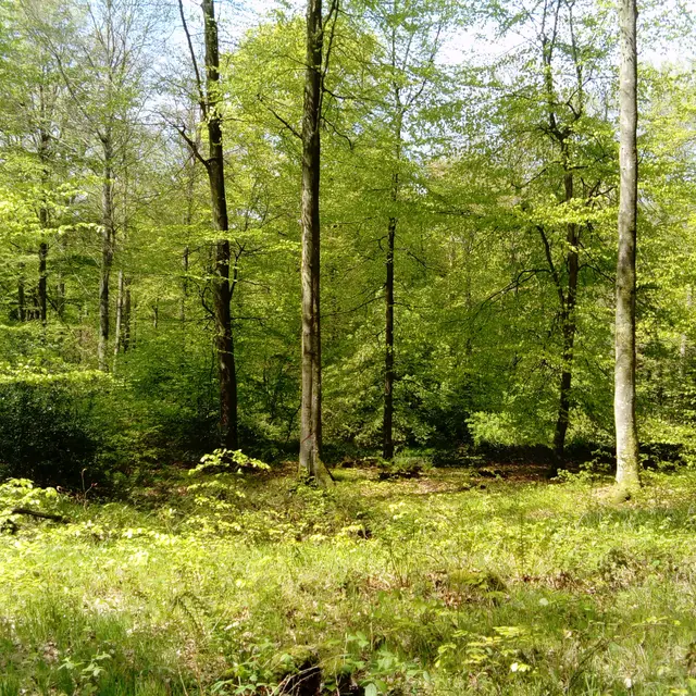 Forêt dArques