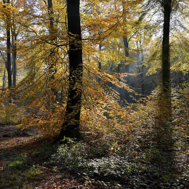Forêt d'Arques