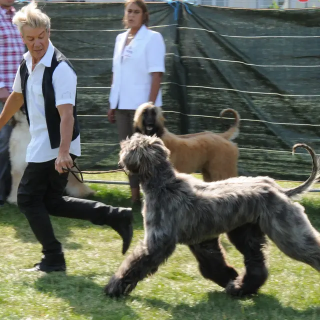 Exposition canine