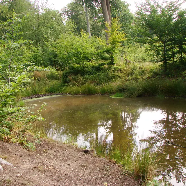 Sous-bois, mare et secrets d'écorce [Arques-la-Bataille]