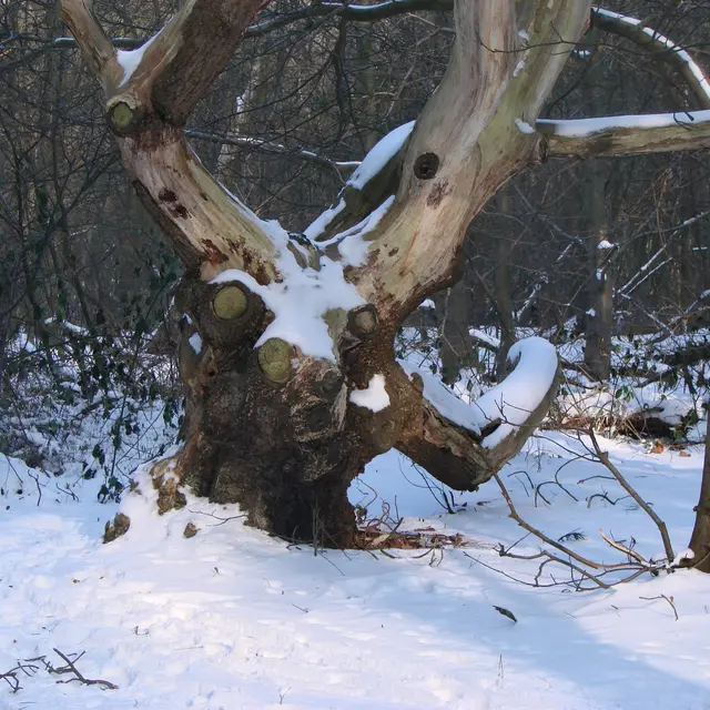 Le Cap d'Ailly en hibernation