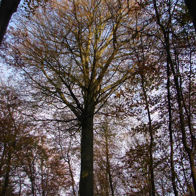 Faune, flore et Géant de la forêt [Arques-la-Bataille]