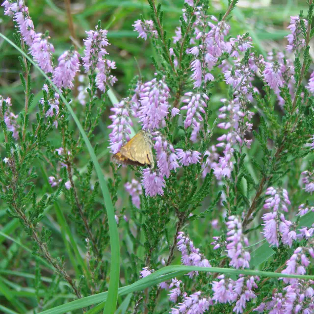 Trésors naturels au Bois des Communes [3èmes Rencontres de la Biodiversité]