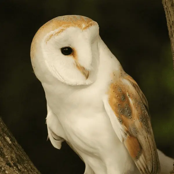 DIPTICK redimensionnement visuels - 7