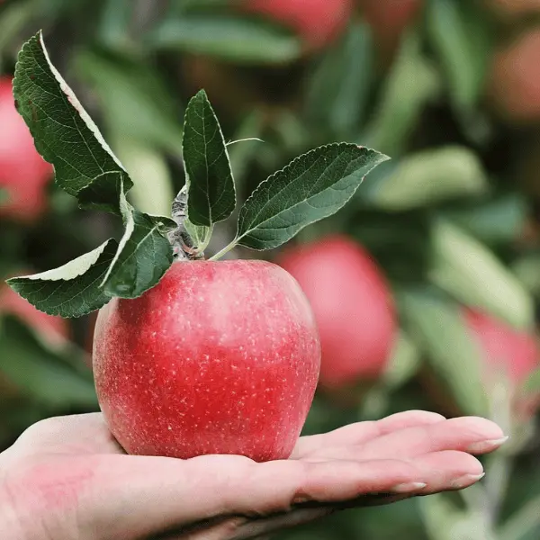 Découverte nature en famille - A la découverte des pommes et du verger