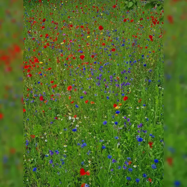 Des_Fleurs__des_Champs_Norville