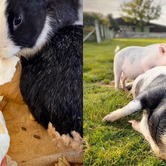 Dessine moi un mouton