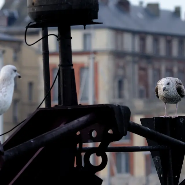 Dieppe et ses goélands