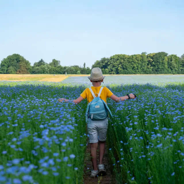 Doudeville_lin_V.DEBELS_©SMA-14