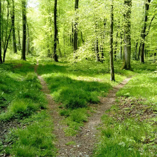 Ecoutez la forêt d'Arques