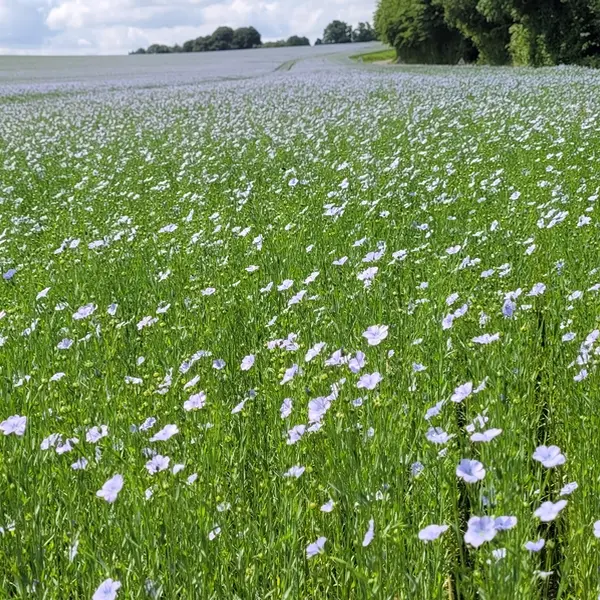 EcallesAlix_RandoLin1©YvetotNormandieTourisme-2026