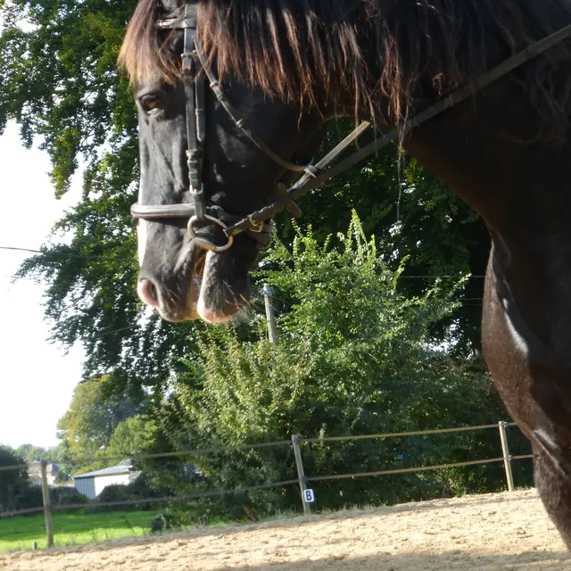 Ecurie des grandes plaines