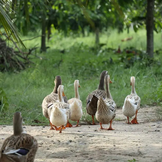 Elevage de canards