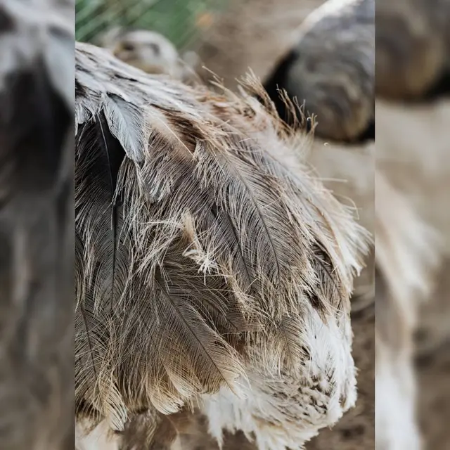 Empreintes_animaux_traces_Saint_Aubin_de_Crétot