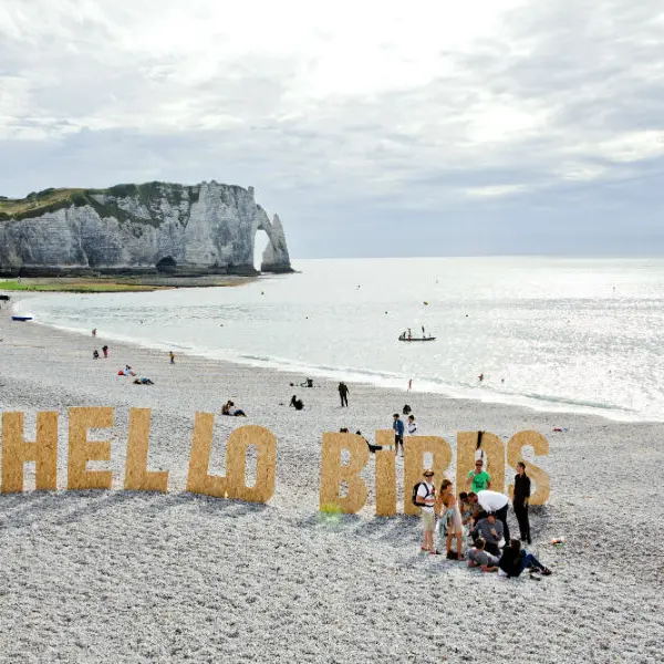 Hello-Birds