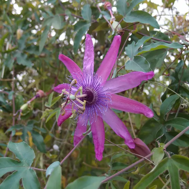 Eu_Jardin-jungle_Plante@M.BOULANGER_2021