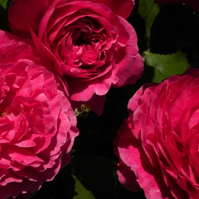 FMA_ermenouville_rose allongé©kayali-2020
