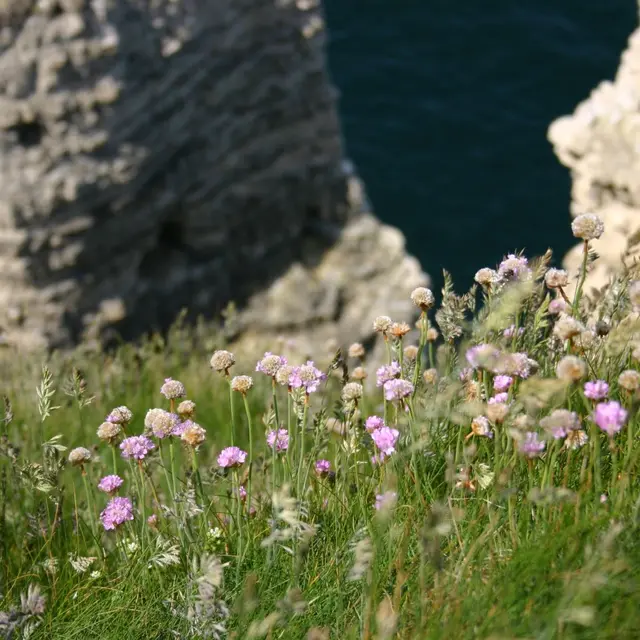 Falaise d'Amont