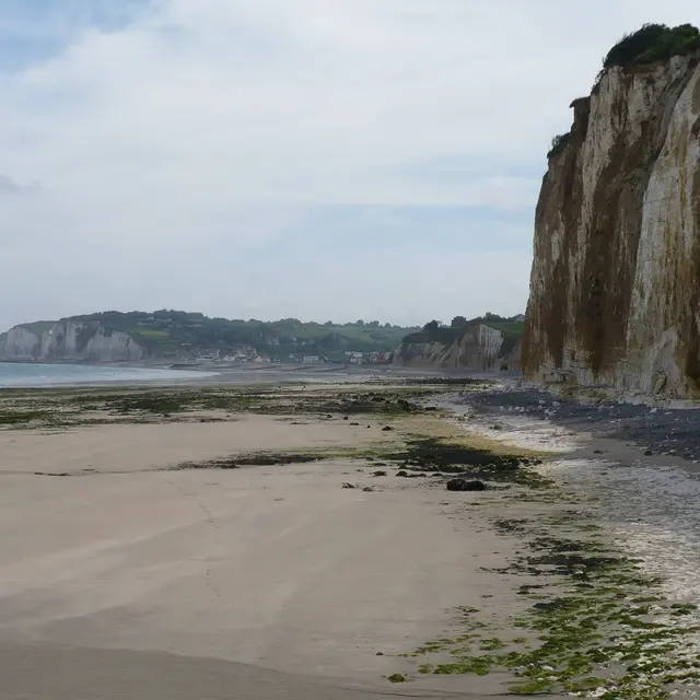 Faune et flore du littoral à Dieppe