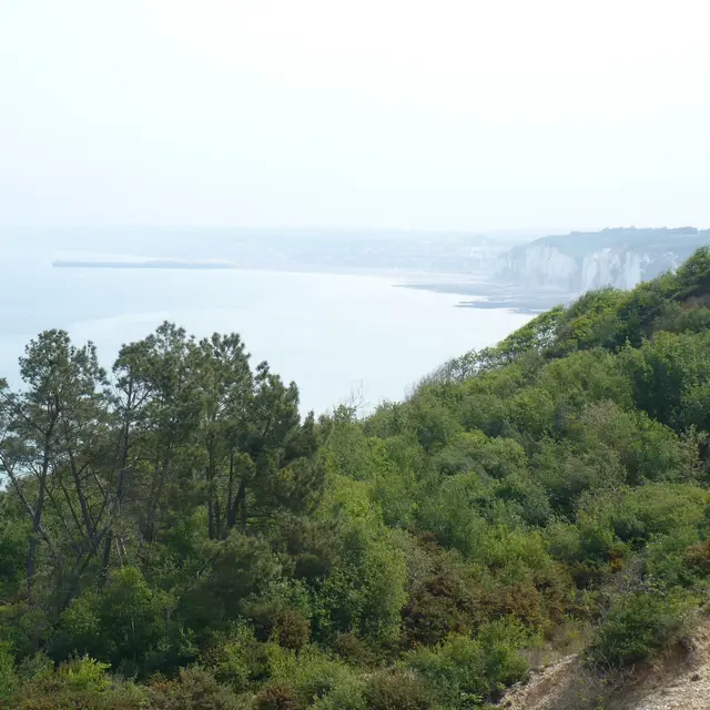 Faune et flore du littoral à Dieppe