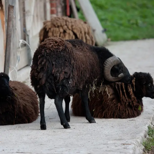 Les animaux de la ferme