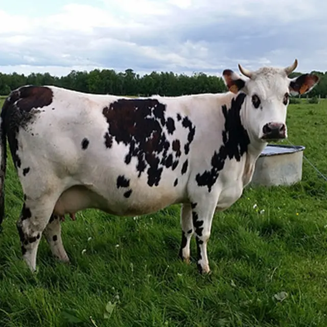Ferme-des-Chataigniers-Catenay-Normandie-Caux-Vexin-vache