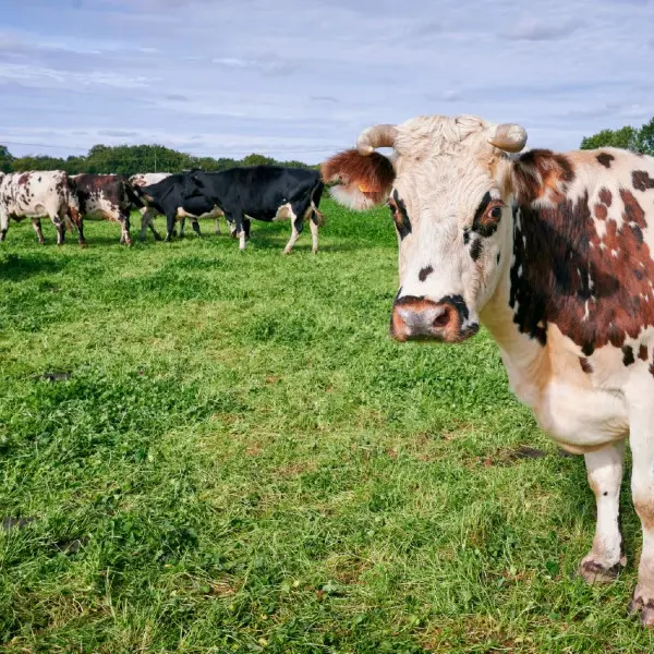 Ferme éternellement Bio Saint Arnoult Mme Legrand vaches