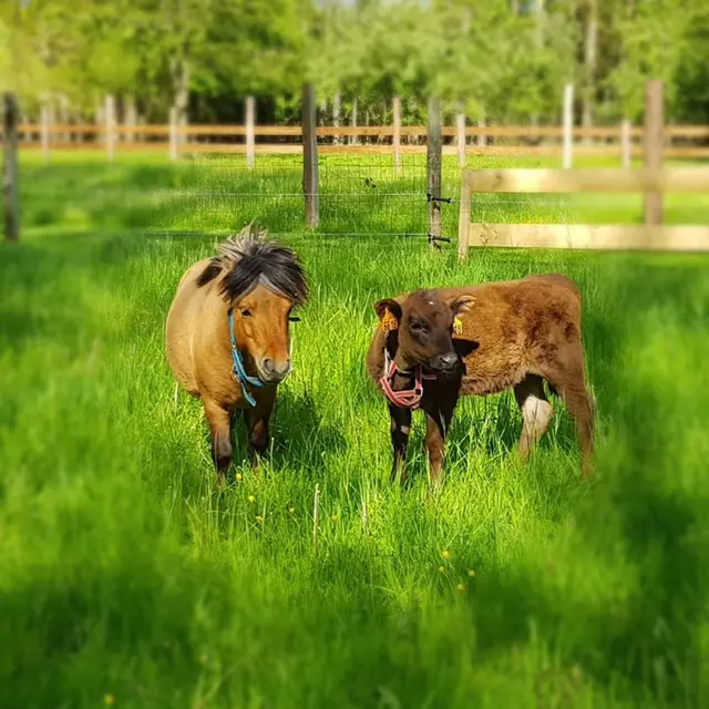 Ferme pédagogique