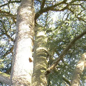 Forêt