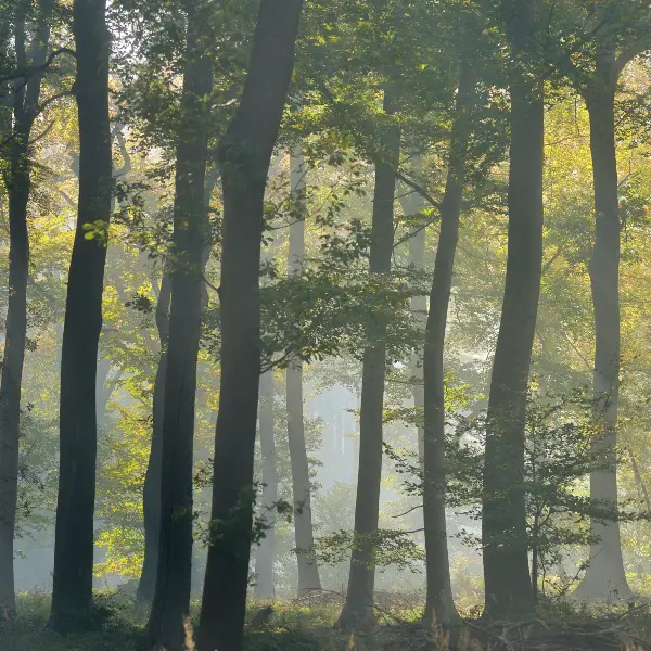 Forêt verte 800x600