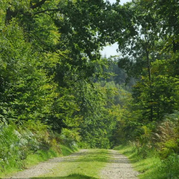 Forêt