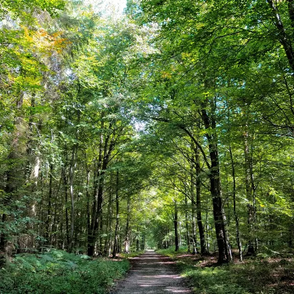 Forêt d'Arques