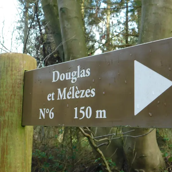 Forêt d'Eu  Douglas et Mélèze 800x600 (1)