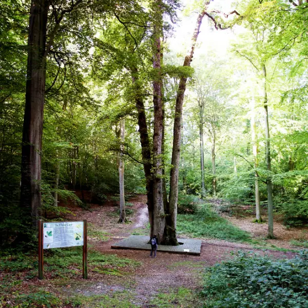 Forêt-de-Brotonne_Chêne-cuve -3 ©CDT76-H.SALAH