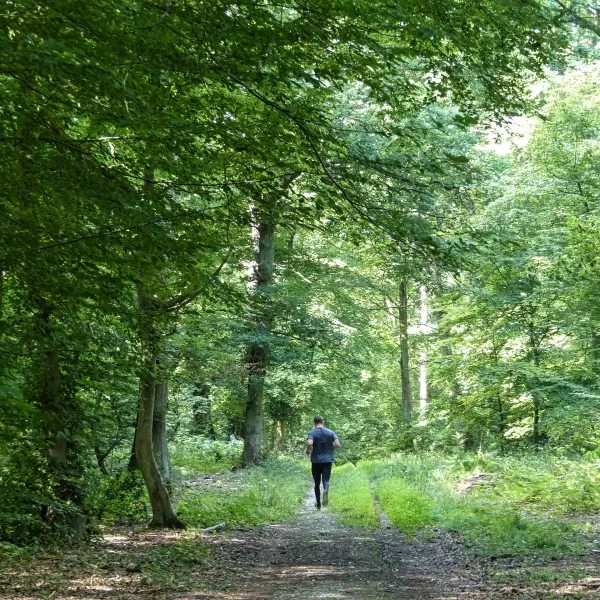 Forêt de Roumare Métropole