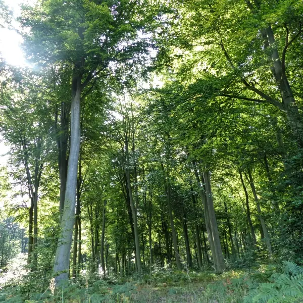 Forêt de la Londe Rouvray Métropole