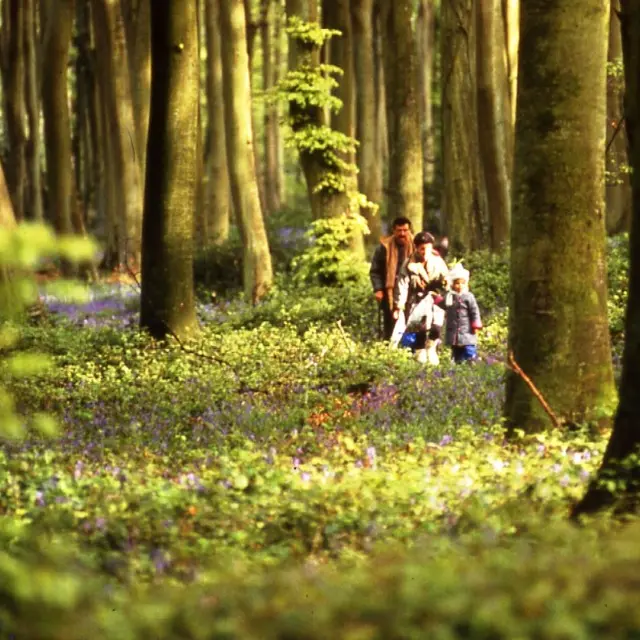 Forêt17