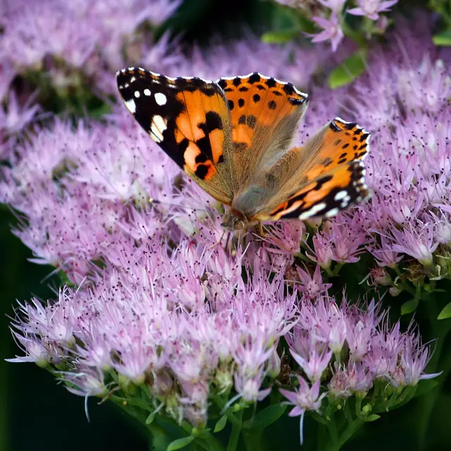Flore prairiale et pollinisateurs
