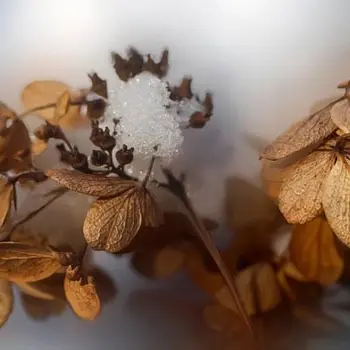 Fleurs séchées