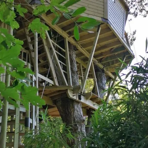 Sherwood Tree