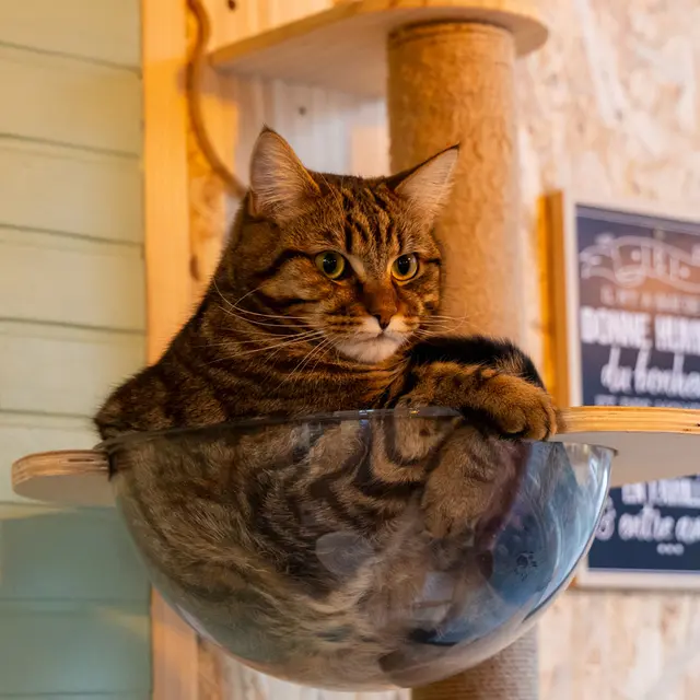 Gaston du Salon des P'tea chats