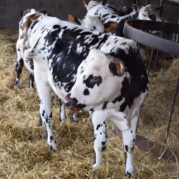 Glaces-de-la-Ferme-Saint-Vaast-Dieppedalle-6