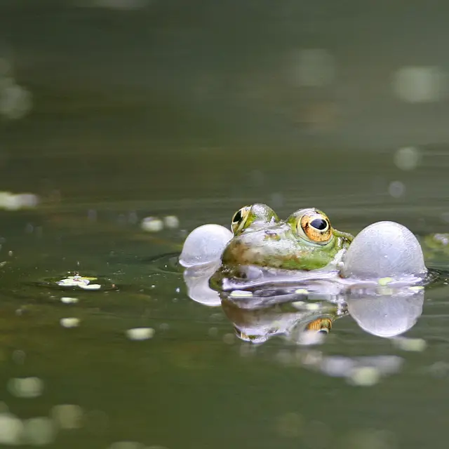 Grenouille @D. Gest OT QSV