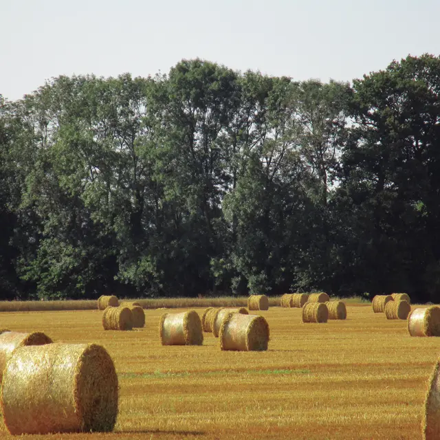 Chemin de Boscol