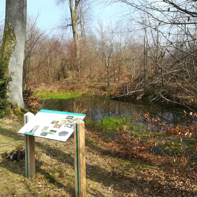 Forêt d'Arques
