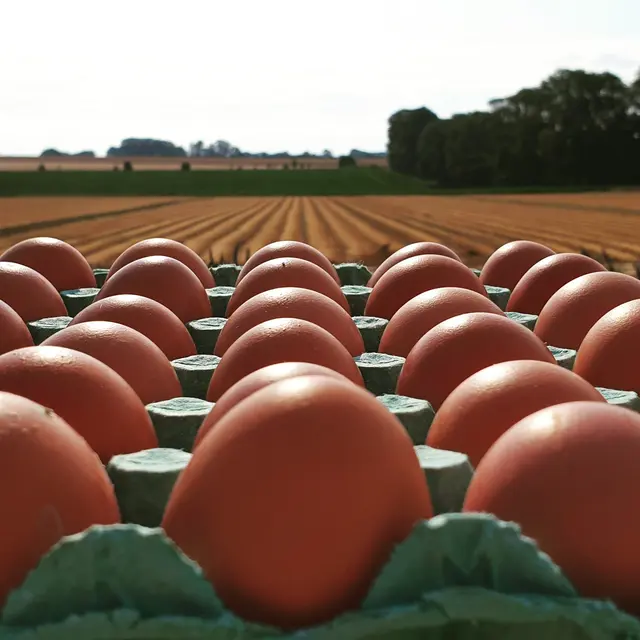 Nos bons oeufs bio