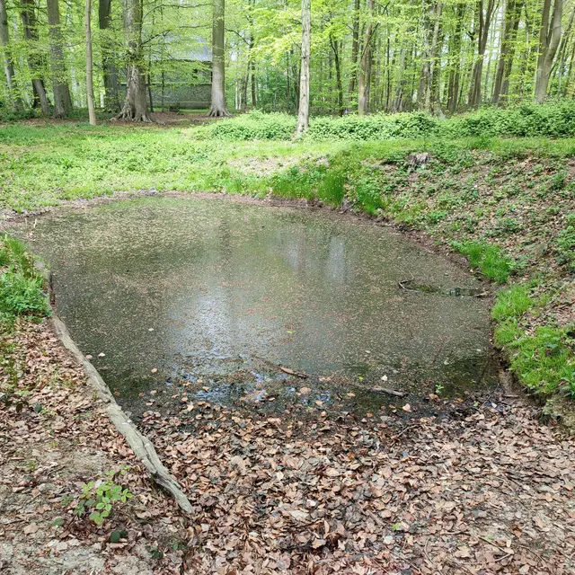 A la découverte du bois du Château de Miromesnil
