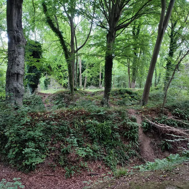 Le sentier aux arbres du Bois de Bernouville - Hautot/Mer