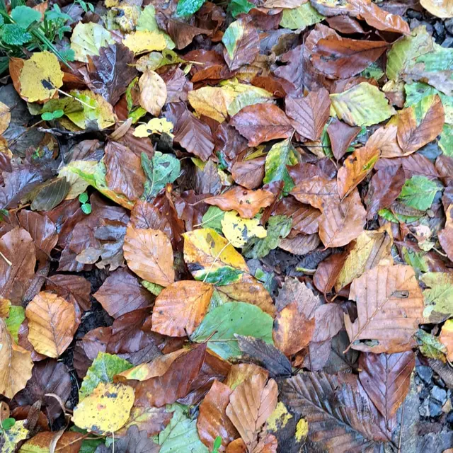 feuilles