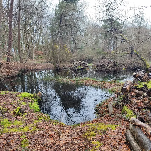 Le réveil du Bois des Communes